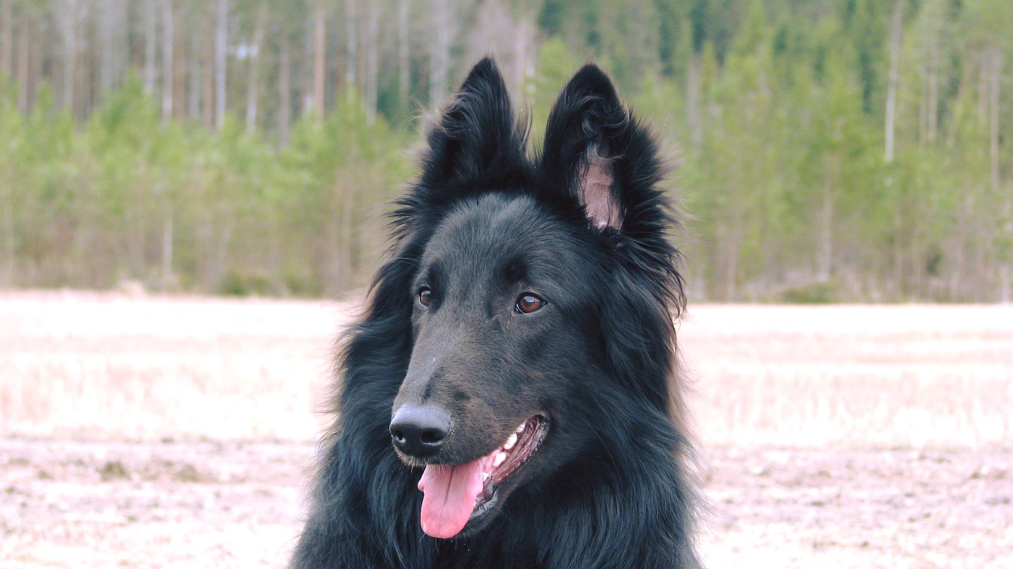 Widemind's Bold Bagheera