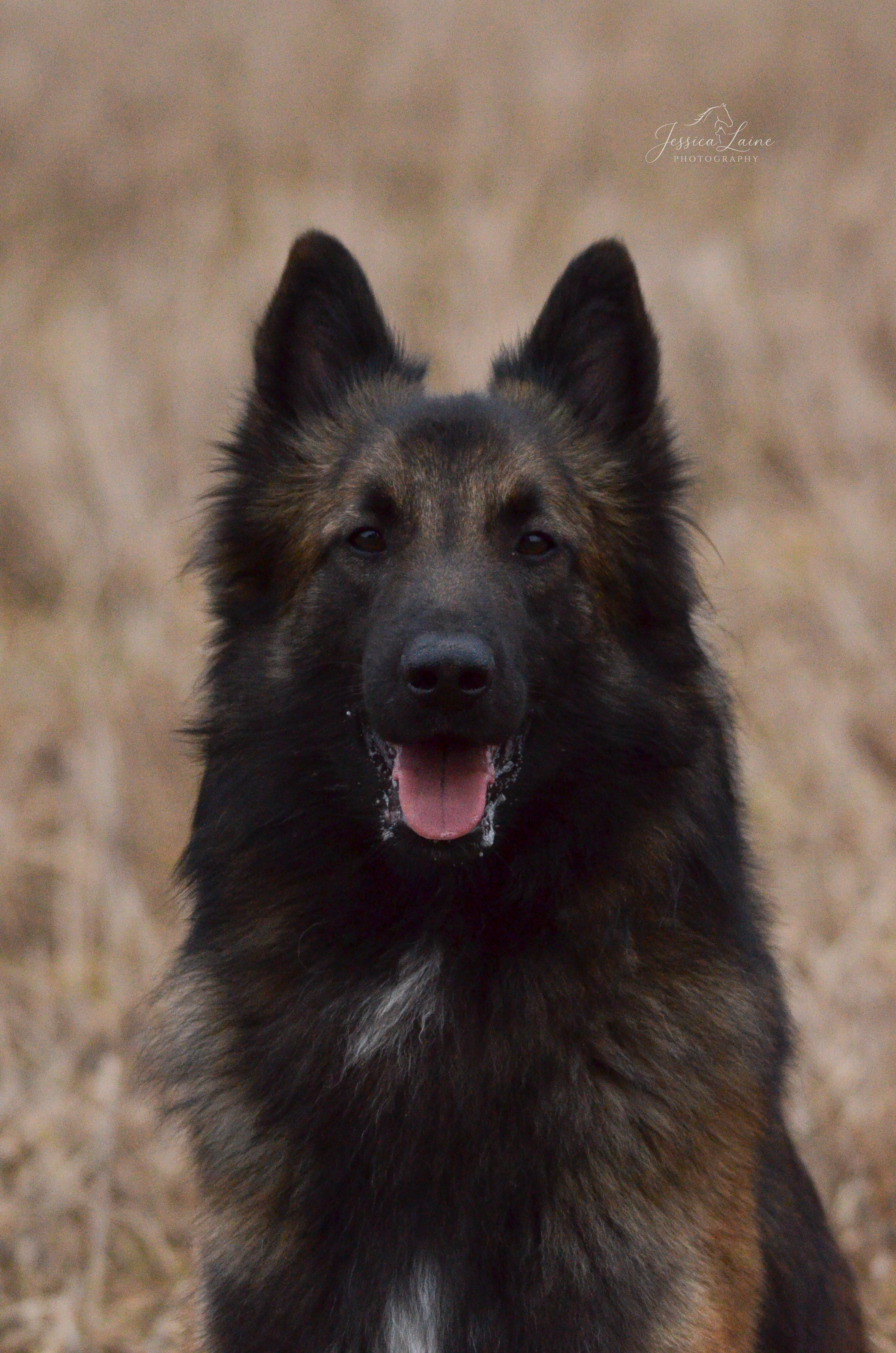 Verdict de Kertanhyys